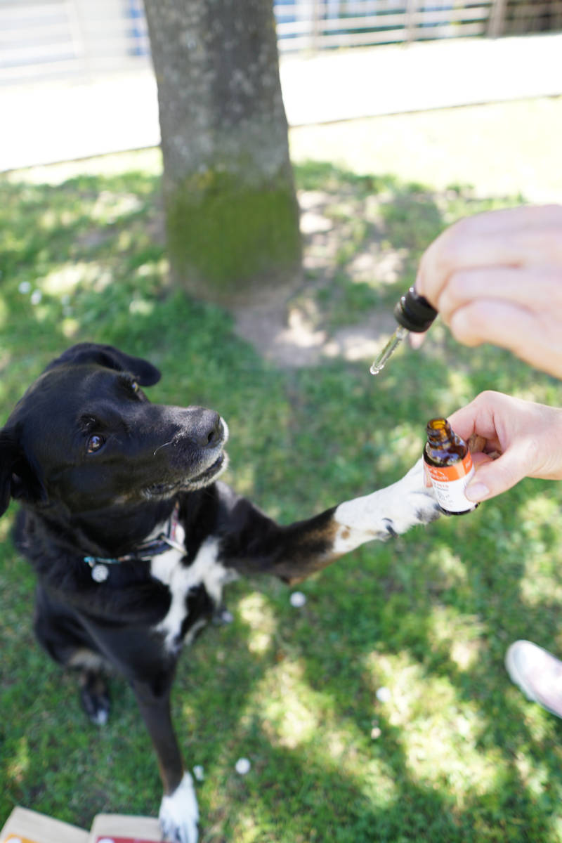 Canadian dog receiving organic 🌿 oil drops